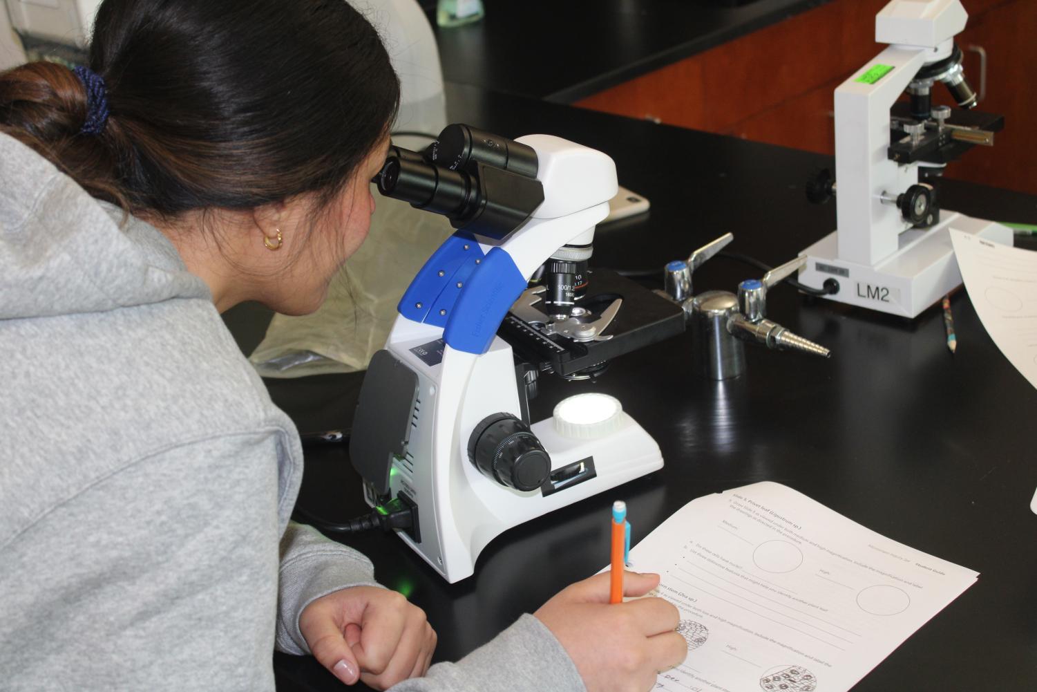 Daniella Suarez '23 preforming a telescopic lab in the Molecular and Cell Biology class.